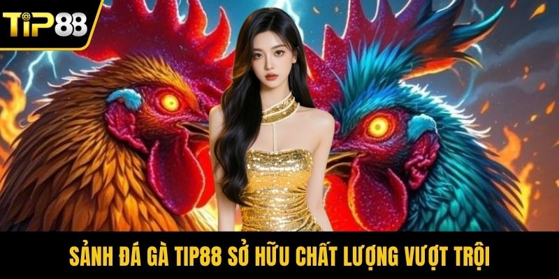 Sảnh đá gà Tip88 sở hữu chất lượng vượt trội