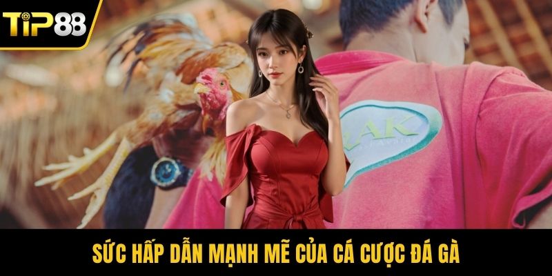 Sức hấp dẫn mạnh mẽ của cá cược đá gà
