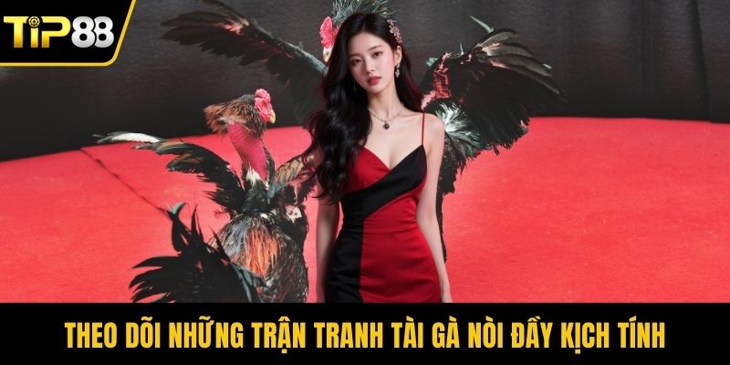 Theo dõi những trận tranh tài gà nòi đầy kịch tính